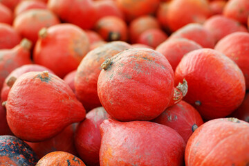 close-up group of bright orange pumpkins