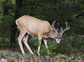 Mule Deer Buck (Odocoilus Hemionus) With Antlers In Velvet In Pinon-Juniper Woodland Along South Rim Of The Grand Canyon; Arizona, United States Of America