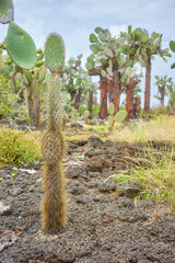 Galapagos Island Giant opuntia (Opuntia galapageia) on Santa Cruz Island, Galapagos National Park,...