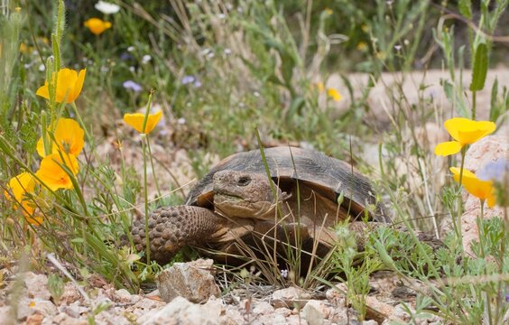 Desert Tortoise (Gopherus Agassizii) Passes A Gold Poppy (Eschscholzia Sp.) In Rocky Desert Upland; Arizona, United States Of America