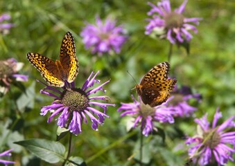 Fritillary Butterfly Feeding On Horesemint Blossom As A Second Butterfly Approaches In Flight; New...