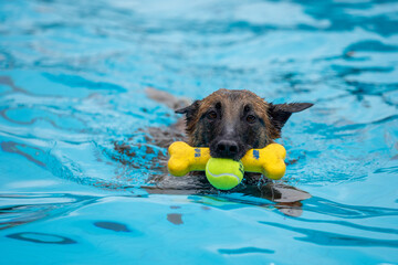 german shepherd dog in water with toys