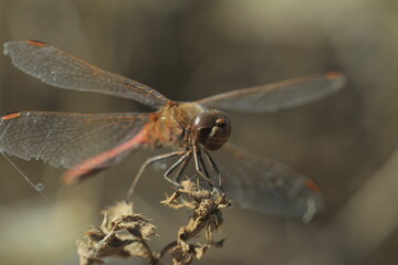 dragonfly close up