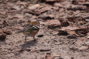 A small multi-colored bird stands on the sand and found an insect