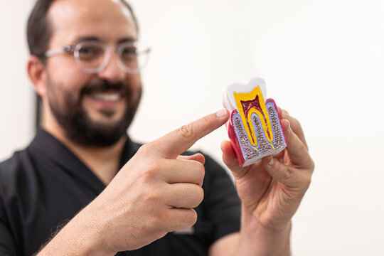 Happy dentist showing plastic model of cut healthy human tooth in medical office positive doctor demonstrates denticle structure for dentistry students at practice