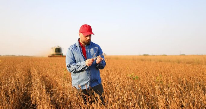 A farmer in a soybean field during harvest, during sunset