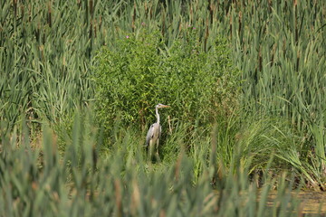 Heron stands surrounded by numerous greenery
