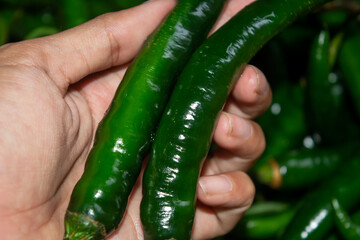 Isolated green chilies (Capsicum frutescens) that look fresh. Indonesian ingredients