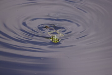 A green frog swims in the water creating circles