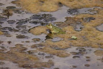 A green frog sits on the water surface of a pond with numerous aquatic plants
