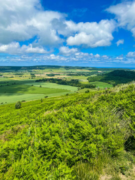 Green landscape with hills and trees