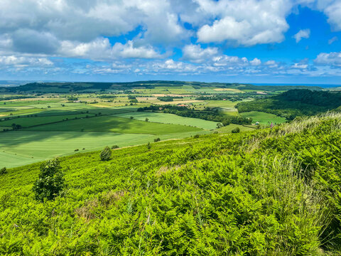 Green landscape with hills and trees