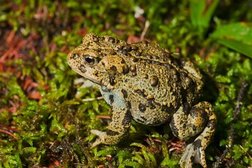 Boreal Toad (Anaxyrus Boreas Boreas); Edmonton, Alberta, Canada
