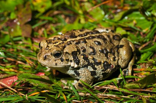 Boreal Toad (Anaxyrus Boreas Boreas); Edmonton, Alberta, Canada