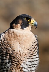 Peregrine Falcon (Falco Peregrinus); Montana, United States Of America