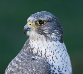 Obraz premium Gyrfalcon (Falco Rusticolus); Alaska, United States Of America