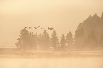 Canadian Geese Fly In Fog Over The Yellowstone River At Sunrise; Wyoming, United States Of America