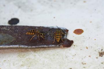 Wespen auf der Suche nach Nahrung