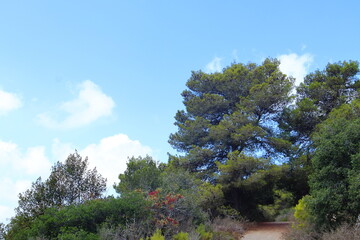 Obraz premium Galilee mountain beautiful landscape.