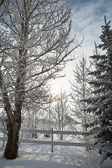 Trees Covered With Snow And Frost; Calgary, Alberta, Canada