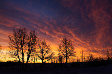 Sunrise With Silhouette Of Winter Trees; Calgary, Alberta, Canada