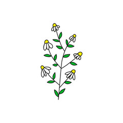 Doodle colored chamomile flowers.