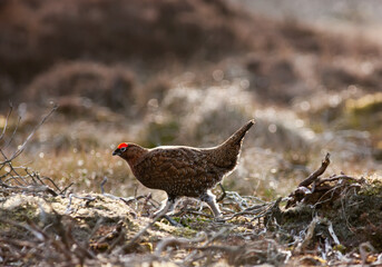 Obraz premium Red Grouse (Lagopus Lagopus Scotica) Walking On The Ground; Yorkshire Dales England
