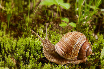 Helix pomatia or grape snail, a Burgundy snail in nature in green moss. Edible snail of the Helicidae family in its natural habitat. Copy space.