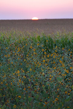 Wildflowers at the edge of a field during sunset