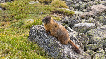 Spring Marmot - A marmot resting on a rock on a sunny and warm Spring day at a rocky tundra near the summit of Flattop Mountain Trail. Rocky Mountain National Park, Colorado, USA.