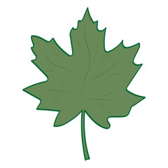 maple leaf isolated on white