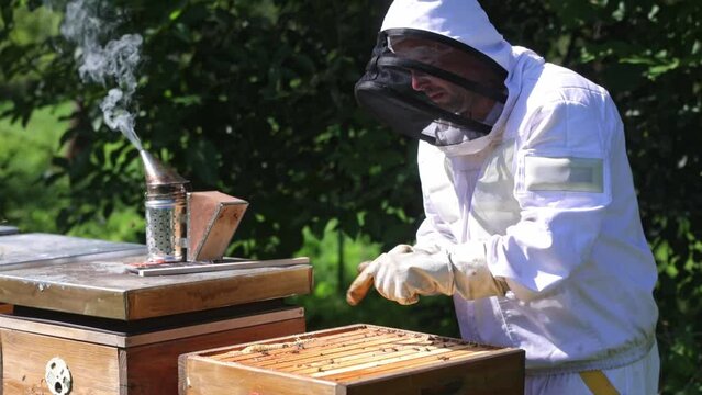 Beekeeper on an apiary, beekeeper is working with bees and beehives on the apiary, beekeeping or apiculture concept