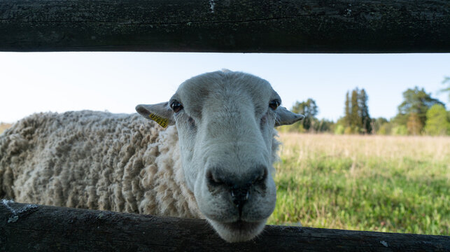 Cute sheep portrait. Lamb looking into the camera through the fence. Lovely farm animals enjoying shade. Curious sheep chilling in the farm's meadow