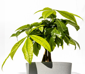 Indoor plant in a flower pot, isolated on a white background. Money tree (Malabar chestnut, French...