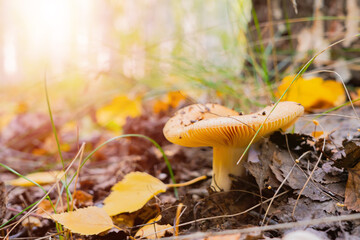 mushroom in the autumn forest