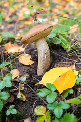 mushroom in the autumn forest