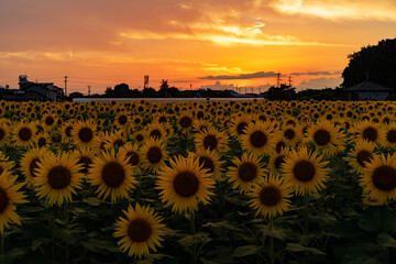 sunflowers at sunset