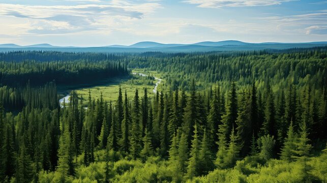 landscape russian taiga clearings illustration green summer, russia sky, water wildlife landscape russian taiga clearings