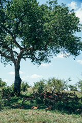 Lots of Gazelle together in Kruger National Park, South Africa.