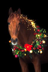 Horse in christmas decor