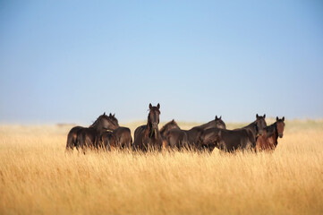 Wild horses on pasture - 649890621