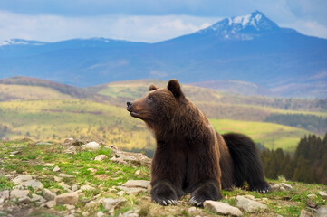 Bear rest on a rock, close up portrait