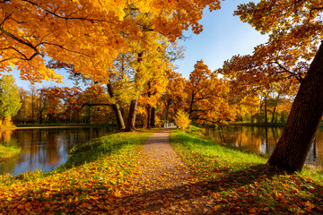 Autumn foliage in Alexander park, Pushkin, St. Petersburg, Russia