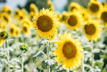 Sunflower flowers looking at the sun