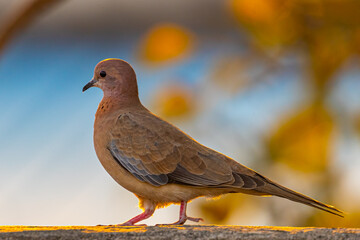 A laughing Dove