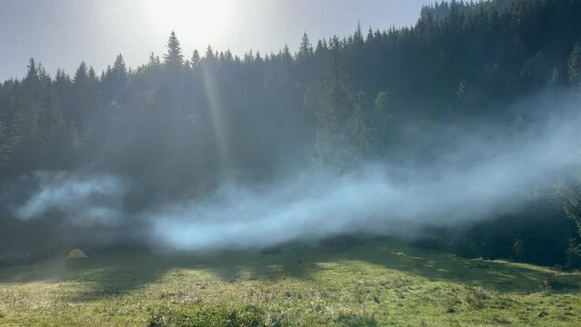 Haze and fog over a forest clearing
