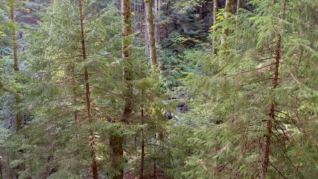 Coniferous mountain forest with tall spruces