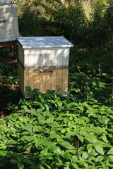 Pszczeli ul na zielonym kobiercu przed miodobraniem. © Pawe