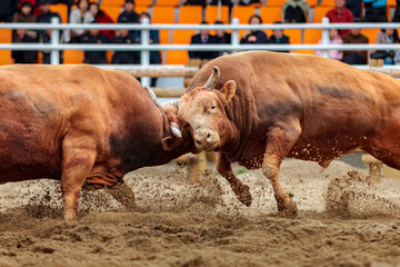 Traditional Korean bullfighting, called Sossaum in Korean, bulls head to head, exhausted and injured