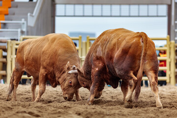 Traditional Korean bullfighting, called Sossaum in Korean, bulls head to head, exhausted and injured